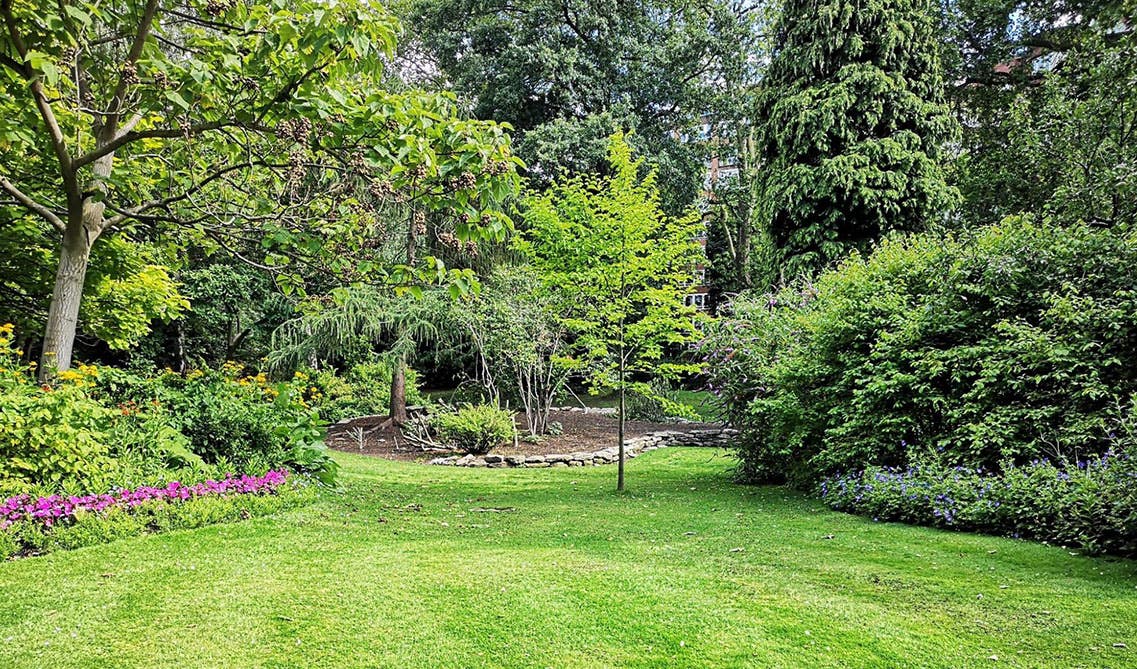 Greenery in the backyard 