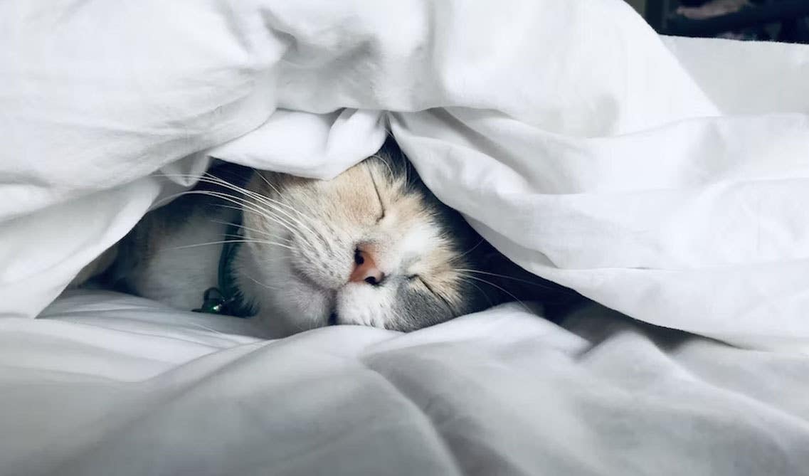 Cute cat under comforter 