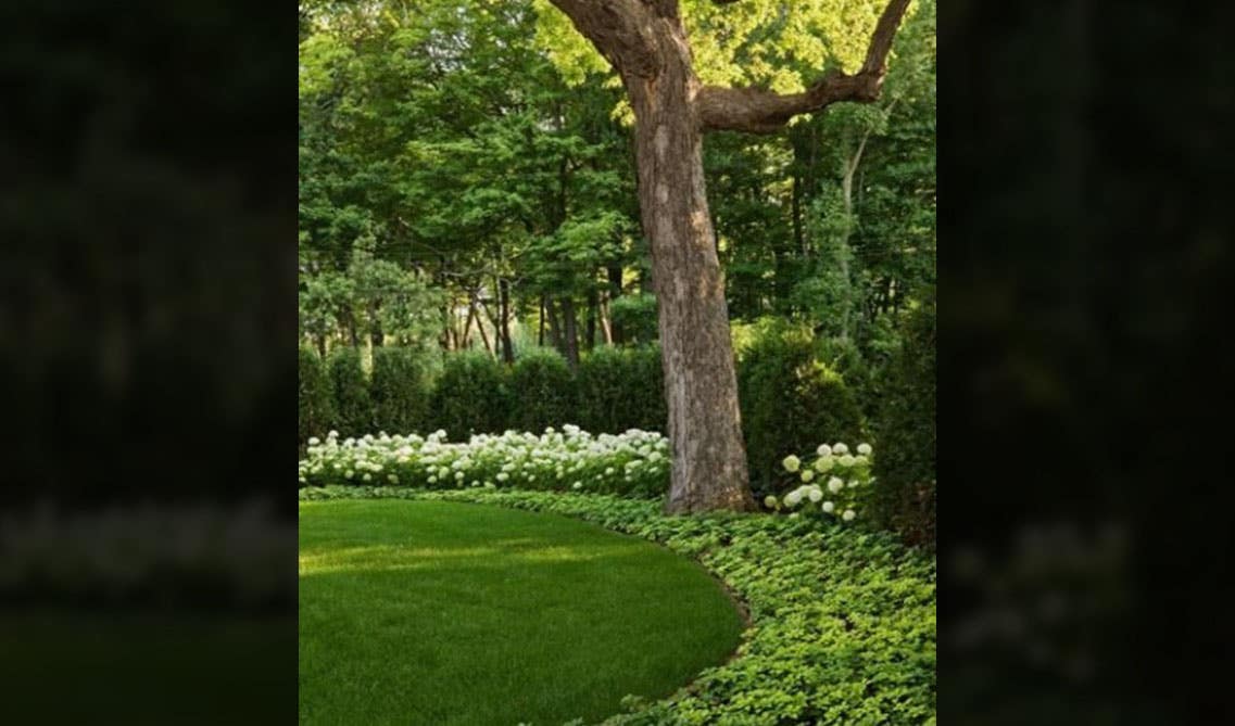 Green manicured lawn and greenery