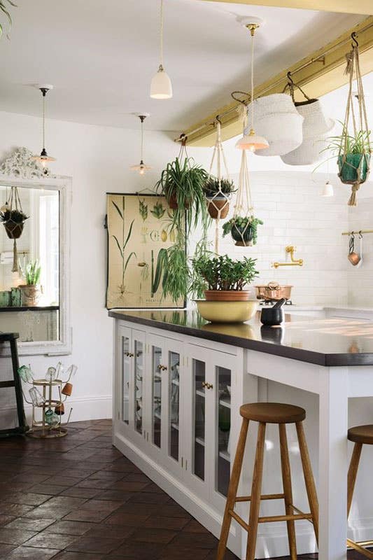 Hanging plants for kitchen decor 