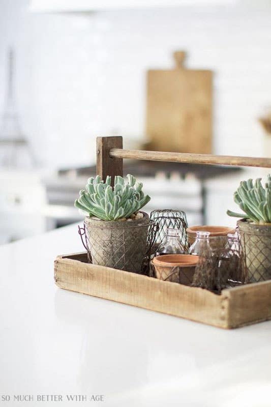 Succulents kitchen decor 